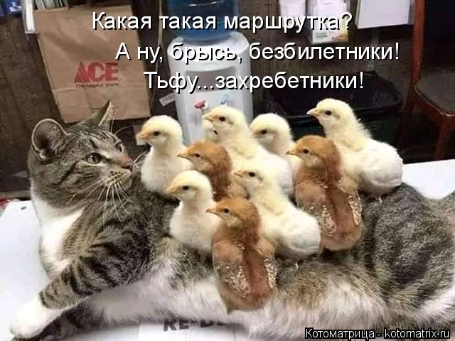 Какая такая маршрутка? А ну, брысь, безбилетники! Тьфу...захребетники!... Котоматрица: Какая такая маршрутка? А ну, брысь, безбилетники! Тьфу...захребетники!