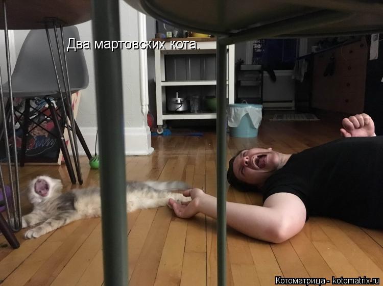 Два мартовских кота.... Котоматрица: Два мартовских кота.