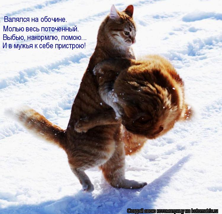 Валялся на обочине. Молью весь поточенный. Выбью, накормлю, помою... И в мужья к себе пристрою!... Котоматрица: Валялся на обочине. Молью весь поточенный. Выбью, накормлю, помою... И в мужья к себе пристрою!