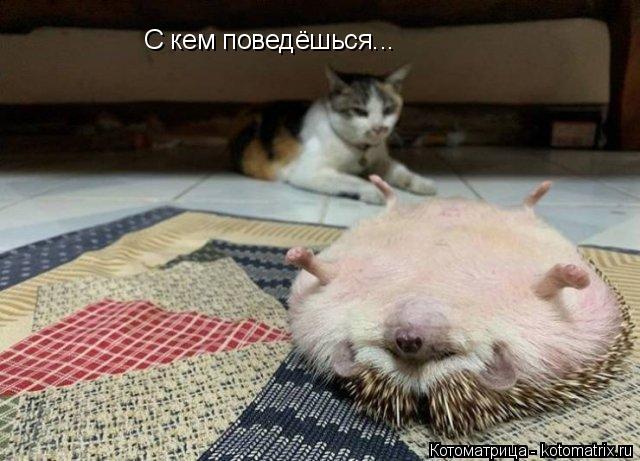С кем поведёшься...... Котоматрица: С кем поведёшься...