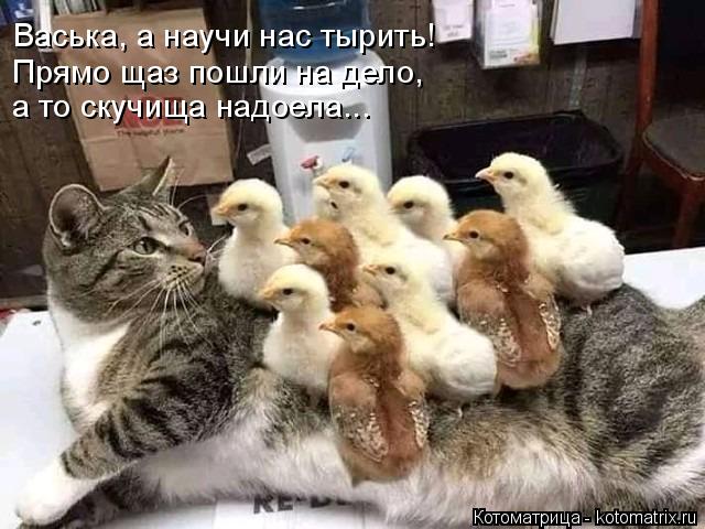 Васька, а научи нас тырить! Прямо щаз пошли на дело, а то скучища надоела...... Котоматрица: Васька, а научи нас тырить! Прямо щаз пошли на дело, а то скучища надоела...