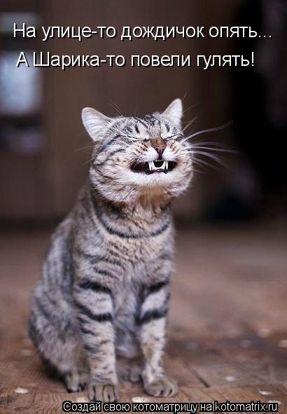 На улице-то дождичок опять... А Шарика-то повели гулять!... Котоматрица: На улице-то дождичок опять... А Шарика-то повели гулять!