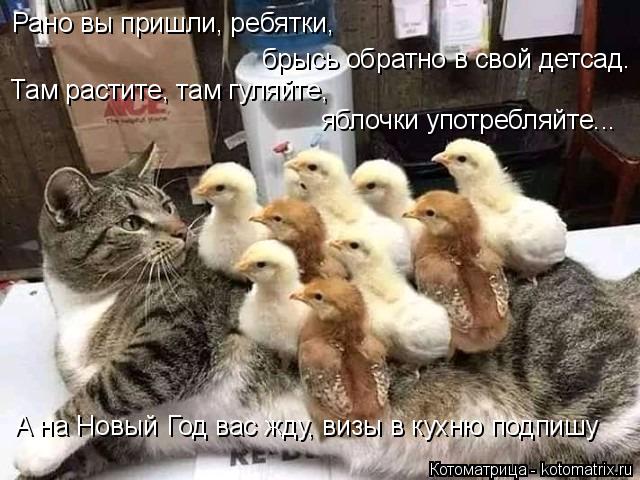 Рано вы пришли, ребятки, брысь обратно в свой детсад. Там растите, там гуляйте, яблочки употребляйт... Котоматрица: Рано вы пришли, ребятки, брысь обратно в свой детсад. Там растите, там гуляйте, яблочки употребляйте... А на Новый Год вас жду, визы в кухню по