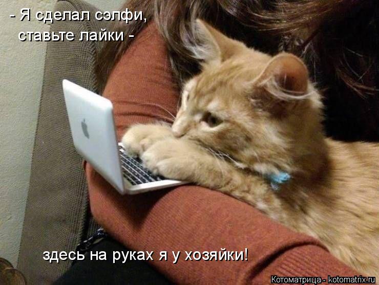 Котоматрица: - Я сделал сэлфи, ставьте лайки - здесь на руках я у хозяйки!