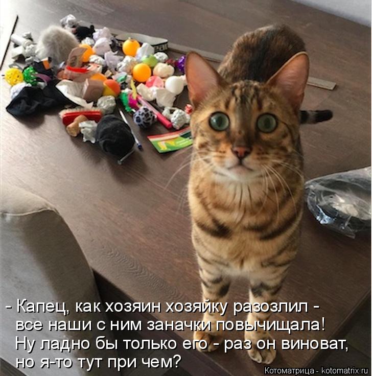 Котоматрица: - Капец, как хозяин хозяйку разозлил - все наши с ним заначки повычищала! Ну ладно бы только его - раз он виноват,  но я-то тут при чем?