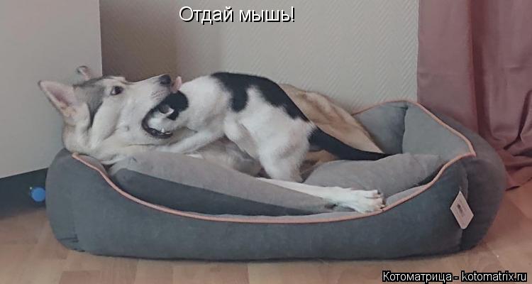 Отдай мышь!... Котоматрица: Отдай мышь!