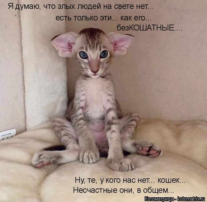 Я думаю, что злых людей на свете нет... есть только эти... как его... безКОШАТНЫЕ.... Ну, те, у кого ... Котоматрица: Я думаю, что злых людей на свете нет... есть только эти... как его... безКОШАТНЫЕ.... Ну, те, у кого нас нет... кошек... Несчастные они, в общем...