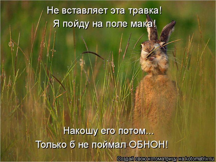 Не вставляет эта травка! Я пойду на поле мака! Накошу его потом... Только б не поймал ОБНОН!... Котоматрица: Не вставляет эта травка! Я пойду на поле мака! Накошу его потом... Только б не поймал ОБНОН!