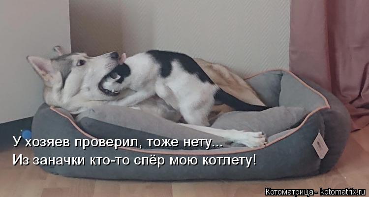 У хозяев проверил, тоже нету... Из заначки кто-то спёр мою котлету!... Котоматрица: У хозяев проверил, тоже нету... Из заначки кто-то спёр мою котлету!