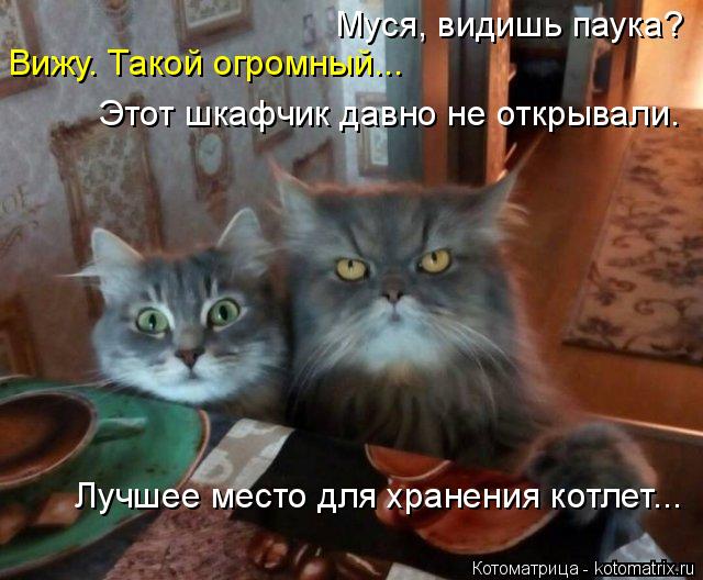 Котоматрица: Муся, видишь паука? Вижу. Такой огромный...  Этот шкафчик давно не открывали. Лучшее место для хранения котлет...