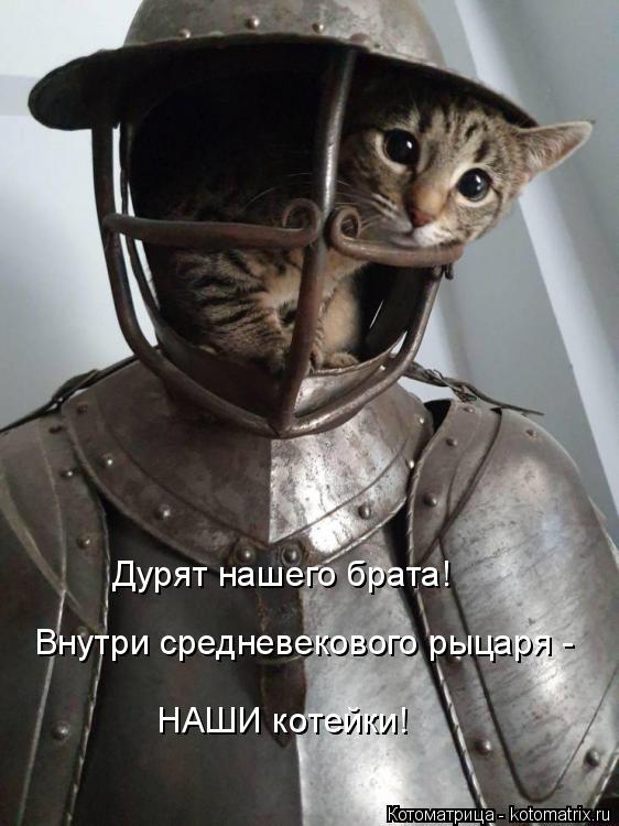 Дурят нашего брата! Внутри средневекового рыцаря - НАШИ котейки!... Котоматрица: Дурят нашего брата! Внутри средневекового рыцаря - НАШИ котейки!