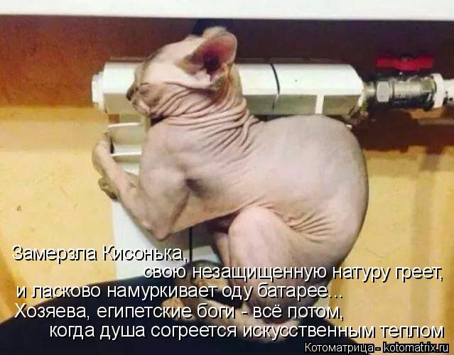 Замерзла Кисонька, свою незащищенную натуру греет, и ласково намуркивает оду батарее... Хозяева, ег... Котоматрица: Замерзла Кисонька, свою незащищенную натуру греет, и ласково намуркивает оду батарее... Хозяева, египетские боги - всё потом, когда душа сог