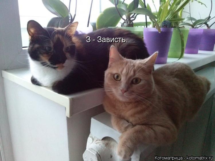 З - Зависть.... Котоматрица: З - Зависть.