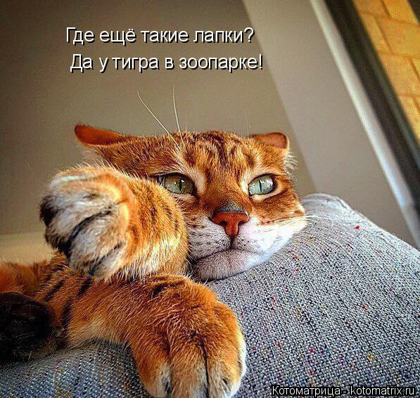Где ещё такие лапки? Да у тигра в зоопарке!... Котоматрица: Где ещё такие лапки? Да у тигра в зоопарке!