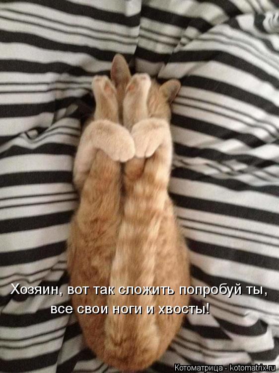 Котоматрица: Хозяин, вот так сложить попробуй ты, все свои ноги и хвосты!