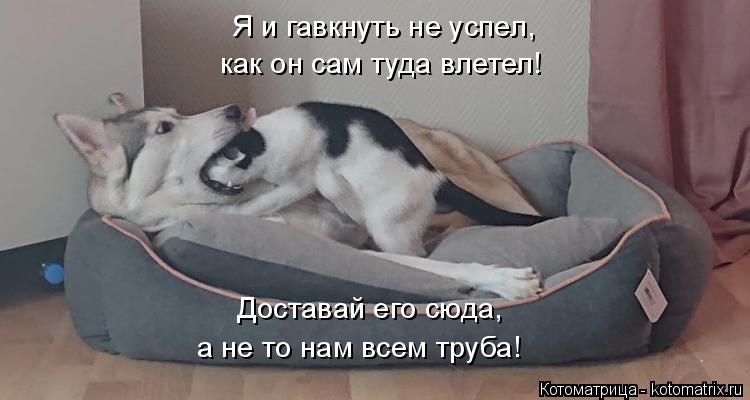 Я и гавкнуть не успел, как он сам туда влетел! Доставай его сюда, а не то нам всем труба!... Котоматрица: Я и гавкнуть не успел, как он сам туда влетел! Доставай его сюда, а не то нам всем труба!