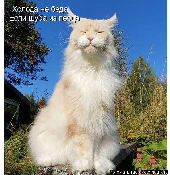 Холода не беда Если шуба из песца.... Котоматрица: Холода не беда Если шуба из песца.