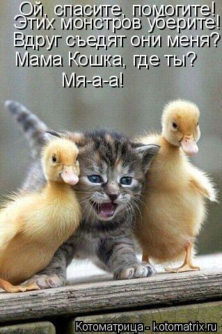 Ой, спасите, помогите! Этих монстров уберите! Вдруг съедят они меня? Мама Кошка, где ты? Мя-а-а!... Котоматрица: Ой, спасите, помогите! Этих монстров уберите! Вдруг съедят они меня? Мама Кошка, где ты? Мя-а-а!