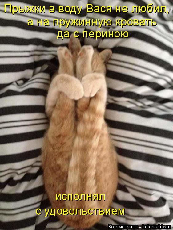 Прыжки в воду Вася не любил, а на пружинную кровать да с периною с удовольствием исполнял... Котоматрица: Прыжки в воду Вася не любил, а на пружинную кровать да с периною с удовольствием исполнял
