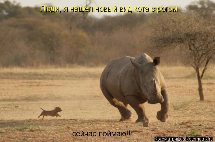 Котоматрица: Люди, я нашел новый вид кота с рогом сейчас поймаю!!!