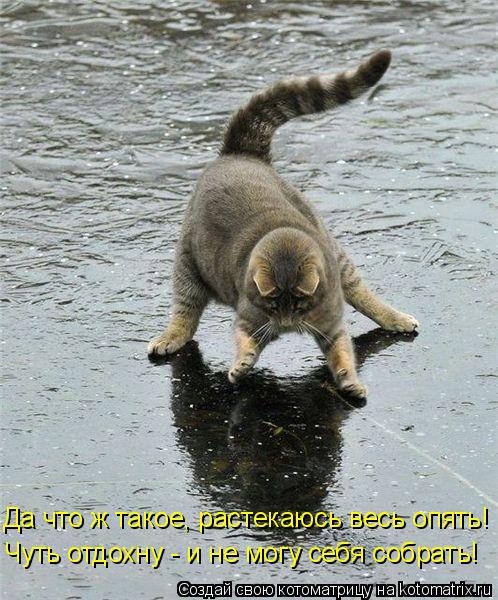 Чуть отдохну - и не могу себя собрать! Да что ж такое, растекаюсь весь опять!... Котоматрица: Чуть отдохну - и не могу себя собрать! Да что ж такое, растекаюсь весь опять!