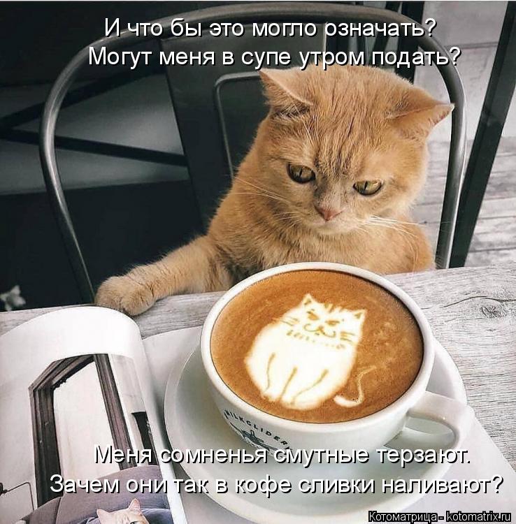 Котоматрица: Могут меня в супе утром подать? Меня сомненья смутные терзают. Зачем они так в кофе сливки наливают? И что бы это могло означать?