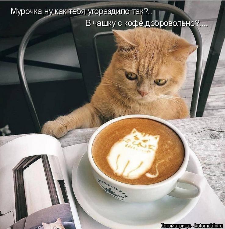 Котоматрица: Мурочка,ну как тебя угораздило так?.. В чашку с кофе,добровольно?....