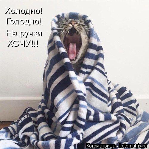 Холодно! Голодно! На ручки ХОЧУ!!!... Котоматрица: Холодно! Голодно! На ручки ХОЧУ!!!