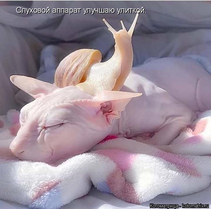 Слуховой аппарат улучшаю улиткой.... Котоматрица: Слуховой аппарат улучшаю улиткой.