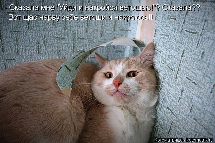 - Сказала мне "Уйди и накройся ветошью!"? Сказала?? Вот щас нарву себе ветоши и накроюсь!!... Котоматрица: - Сказала мне "Уйди и накройся ветошью!"? Сказала?? Вот щас нарву себе ветоши и накроюсь!!