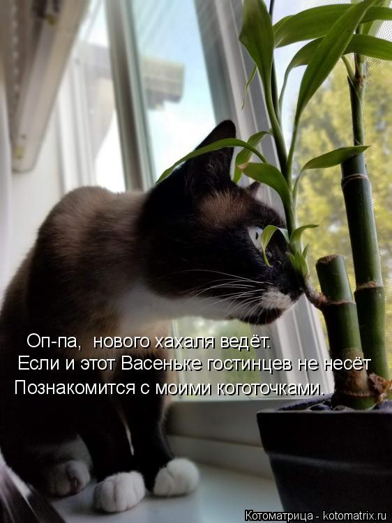 Оп-па, нового хахаля ведёт. Если и этот Васеньке гостинцев не несёт Познакомится с моими коготочками... Котоматрица: Оп-па, нового хахаля ведёт. Если и этот Васеньке гостинцев не несёт Познакомится с моими коготочками.