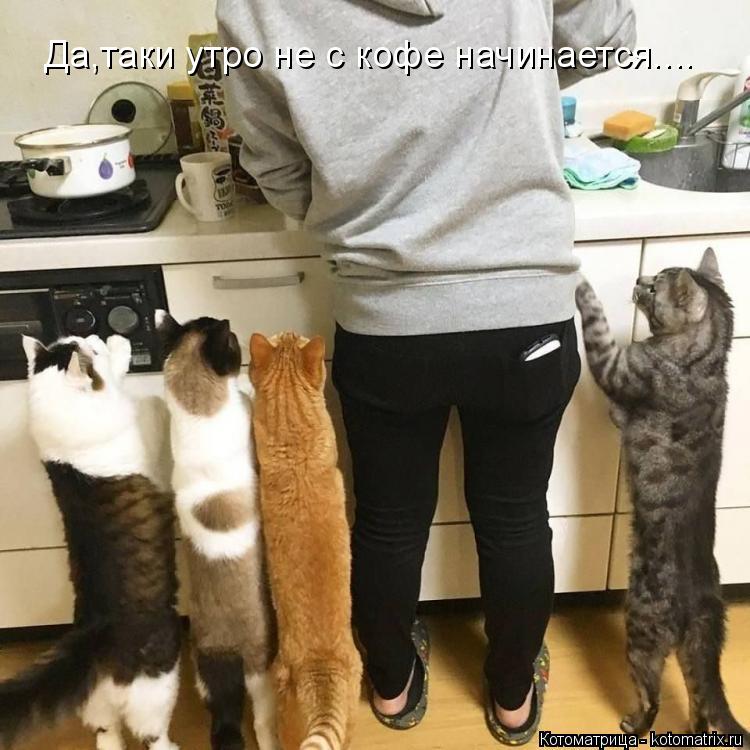 Да,таки утро не с кофе начинается....... Котоматрица: Да,таки утро не с кофе начинается....