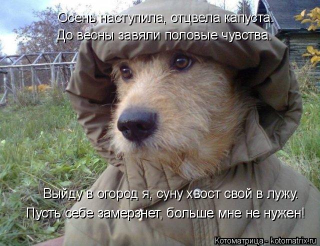Осень наступила, отцвела капуста. До весны завяли половые чувства. Выйду в огород я, суну хвост свой ... Котоматрица: Осень наступила, отцвела капуста. До весны завяли половые чувства. Выйду в огород я, суну хвост свой в лужу. Пусть себе замерзнет, больше мне