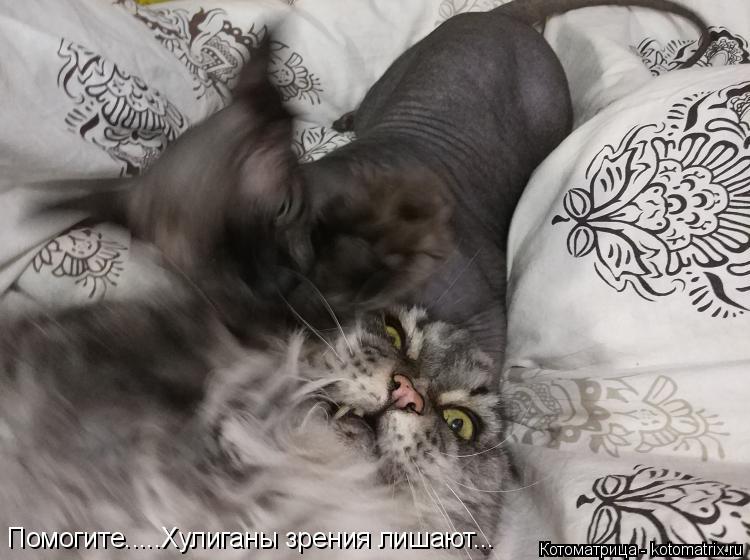 Помогите.....Хулиганы зрения лишают...... Котоматрица: Помогите.....Хулиганы зрения лишают...