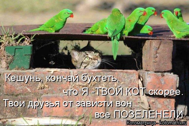 Котоматрица: Кешунь, кончай бухтеть,  что Я -ТВОЙ КОТ скорее. Твои друзья от зависти вон  все ПОЗЕЛЕНЕЛИ