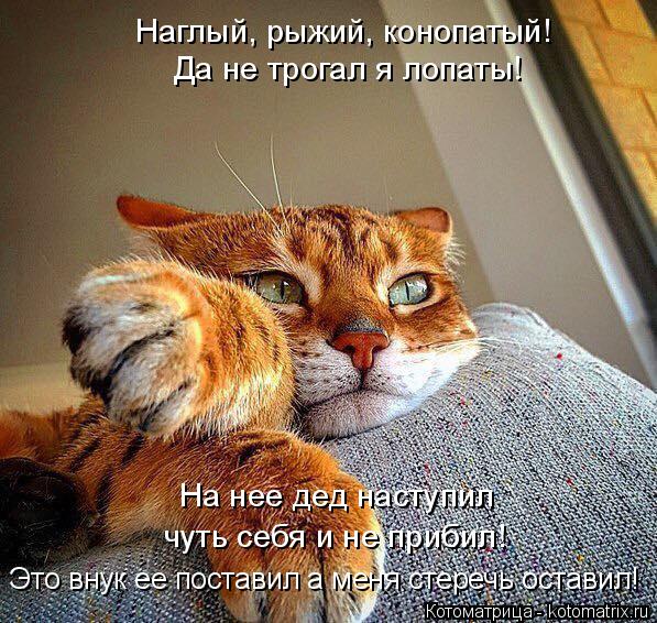 Наглый, рыжий, конопатый! Да не трогал я лопаты! На нее дед наступил чуть себя и не прибил! Это внук ... Котоматрица: Наглый, рыжий, конопатый! Да не трогал я лопаты! На нее дед наступил чуть себя и не прибил! Это внук ее поставил а меня стеречь оставил!