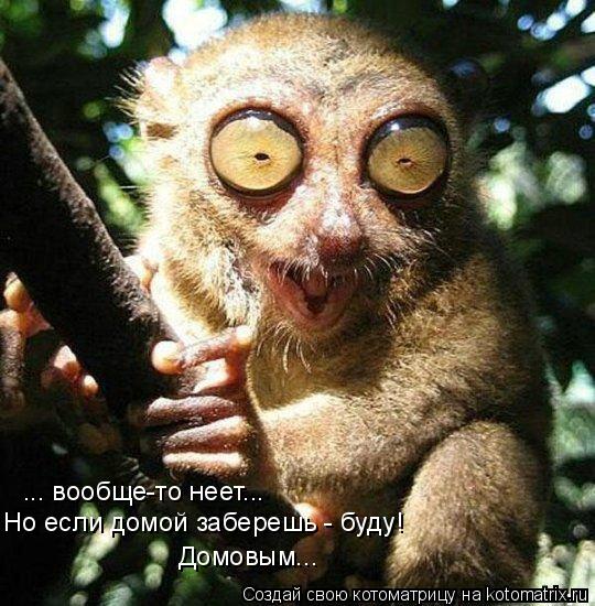 ... вообще-то неет... Но если домой заберешь - буду! Домовым...... Котоматрица: ... вообще-то неет... Но если домой заберешь - буду! Домовым...