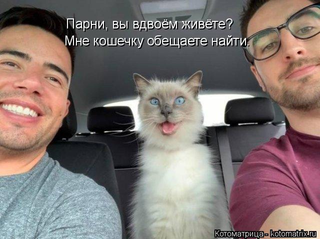 Парни, вы вдвоём живёте? Мне кошечку обещаете найти.... Котоматрица: Парни, вы вдвоём живёте? Мне кошечку обещаете найти.