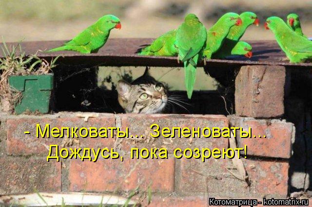 Котоматрица: - Мелковаты... Зеленоваты... Дождусь, пока созреют!