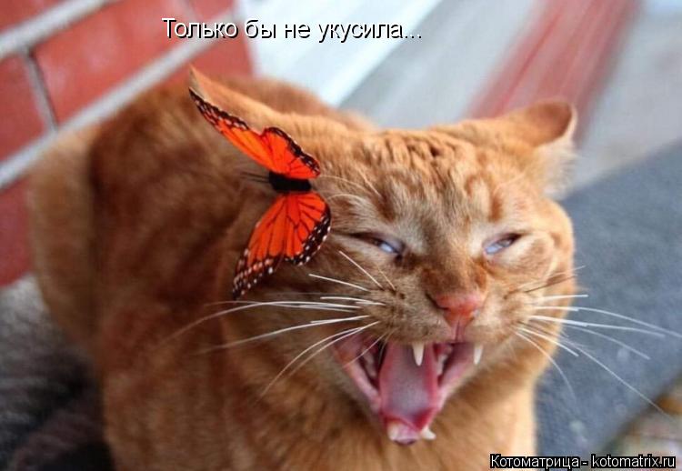 Только бы не укусила...... Котоматрица: Только бы не укусила...