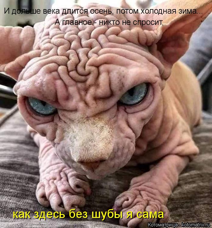 И дольше века длится осень, потом холодная зима... А главное - никто не спросит, как здесь без шубы ... Котоматрица: И дольше века длится осень, потом холодная зима... А главное - никто не спросит, как здесь без шубы я сама