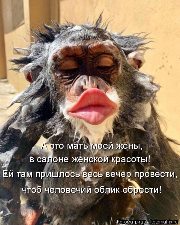 А это мать моей жены, в салоне женской красоты! Ей там пришлось весь вечер провести, чтоб человечий ... Котоматрица: А это мать моей жены, в салоне женской красоты! Ей там пришлось весь вечер провести, чтоб человечий облик обрести!