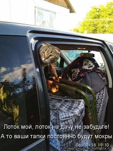 Лоток мой, лоток на дачу не забудьте! А то ваши тапки постоянно будут мокры!... Котоматрица: Лоток мой, лоток на дачу не забудьте! А то ваши тапки постоянно будут мокры!