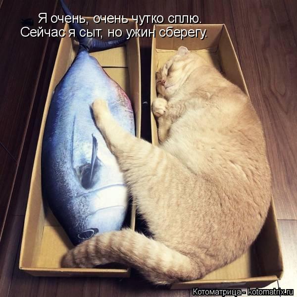 Я очень, очень чутко сплю. Сейчас я сыт, но ужин сберегу.... Котоматрица: Я очень, очень чутко сплю. Сейчас я сыт, но ужин сберегу.