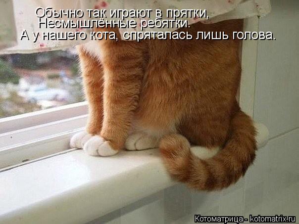 Обычно так играют в прятки, Несмышлённые ребятки. А у нашего кота, спряталась лишь голова.... Котоматрица: Обычно так играют в прятки, Несмышлённые ребятки. А у нашего кота, спряталась лишь голова.