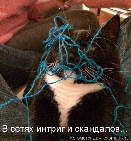 Котоматрица: В сетях интриг и скандалов...