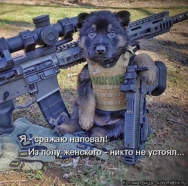 Я - сражаю наповал! Из полу женского - никто не устоял...... Котоматрица: Я - сражаю наповал! Из полу женского - никто не устоял...
