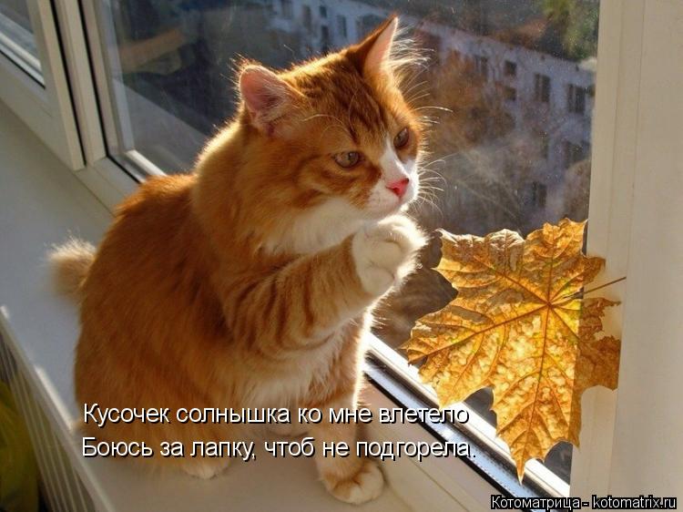 Кусочек солнышка ко мне влетело Боюсь за лапку, чтоб не подгорела.... Котоматрица: Кусочек солнышка ко мне влетело Боюсь за лапку, чтоб не подгорела.