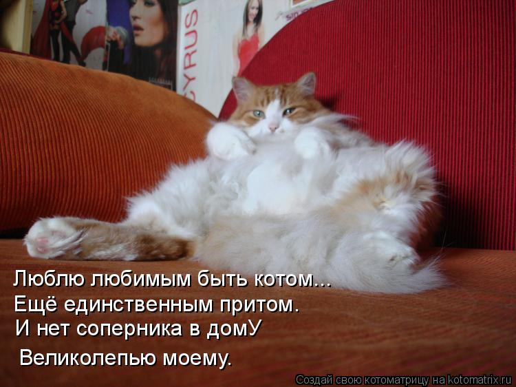 Котоматрица: Люблю любимым быть котом... И нет соперника в домУ Великолепью моему. Ещё единственным притом.