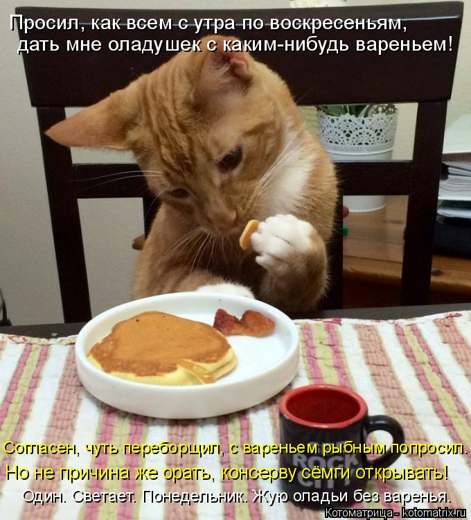 Просил, как всем с утра по воскресеньям, дать мне оладушек с каким-нибудь вареньем! Согласен, чуть п... Котоматрица: Просил, как всем с утра по воскресеньям, дать мне оладушек с каким-нибудь вареньем! Согласен, чуть переборщил, с вареньем рыбным попросил. О?